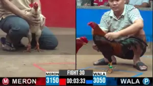 Full clip đá gà trực tiếp CPC2 Thomo ngày 25/09/2026
