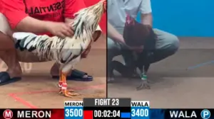 Full clip đá gà trực tiếp CPC2 Thomo ngày 01/10/2026